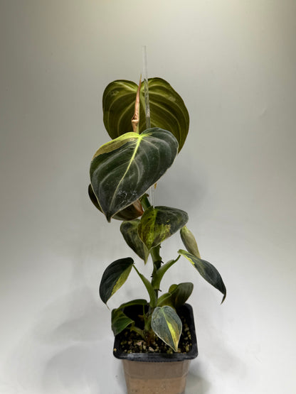 Philodendron Melanochrysum Variegata