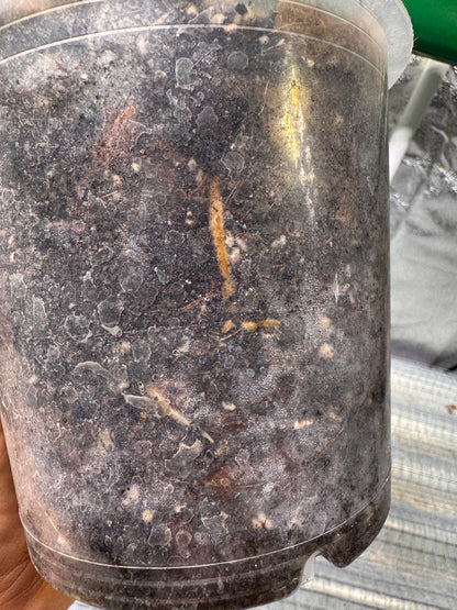 Epipremnun Pinnatum Gold Flame Variegata