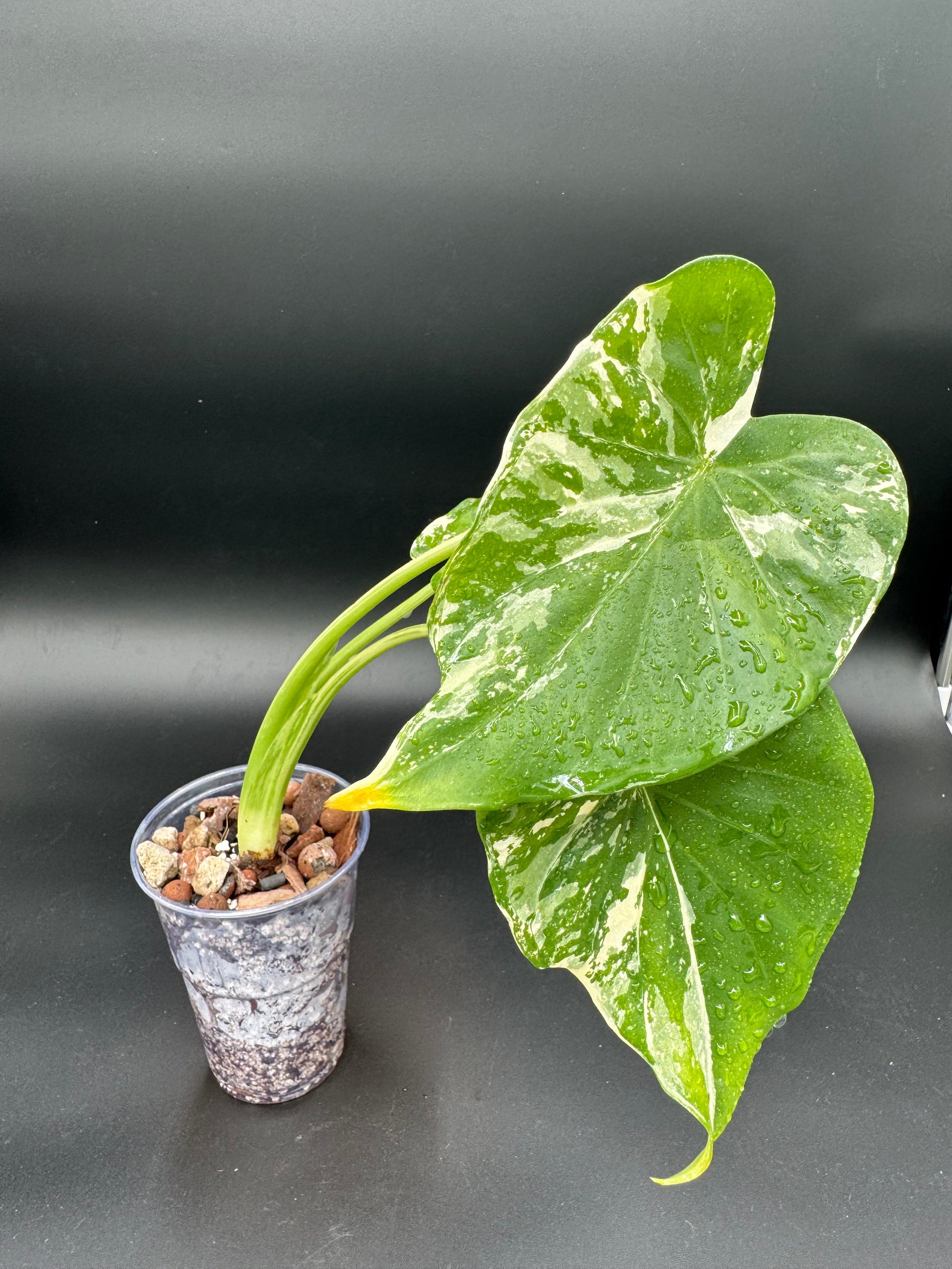 Alocasia Cucullata Albo « Wagyu » Variegata Green and White Plants