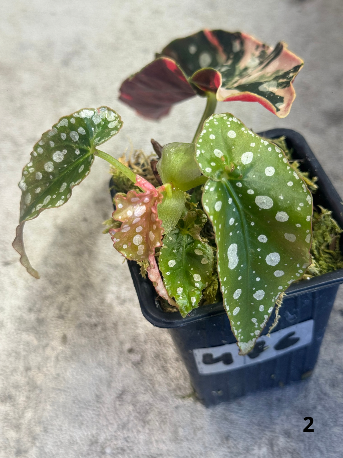 Bégonia Maculata Pink Variegata