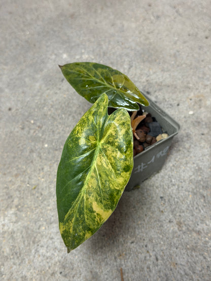 Alocasia Wentii Aurea