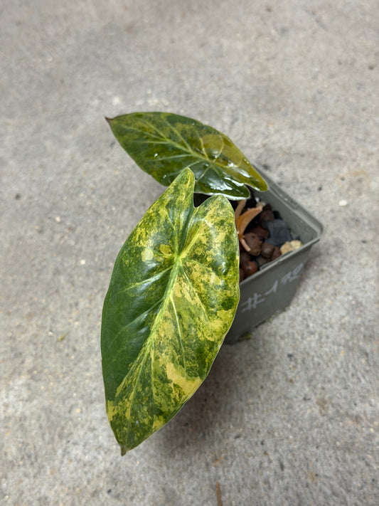 Alocasia Wentii Aurea