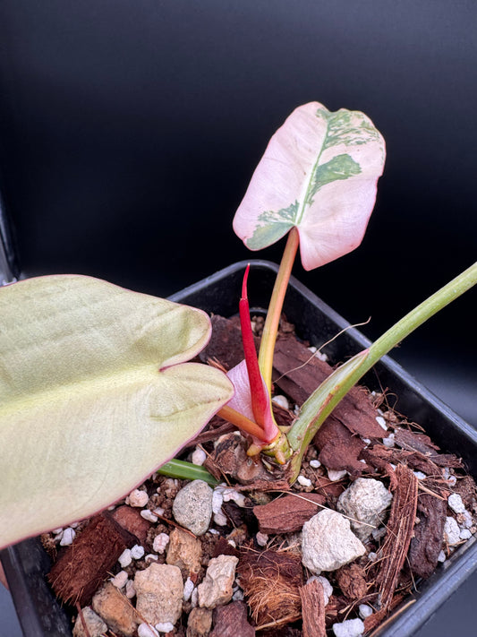 Philodendron Atabapoense Pink Variegata