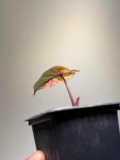 Alocasia Serendipity Pink