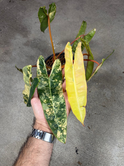 Philodendron Billitiae Variegata