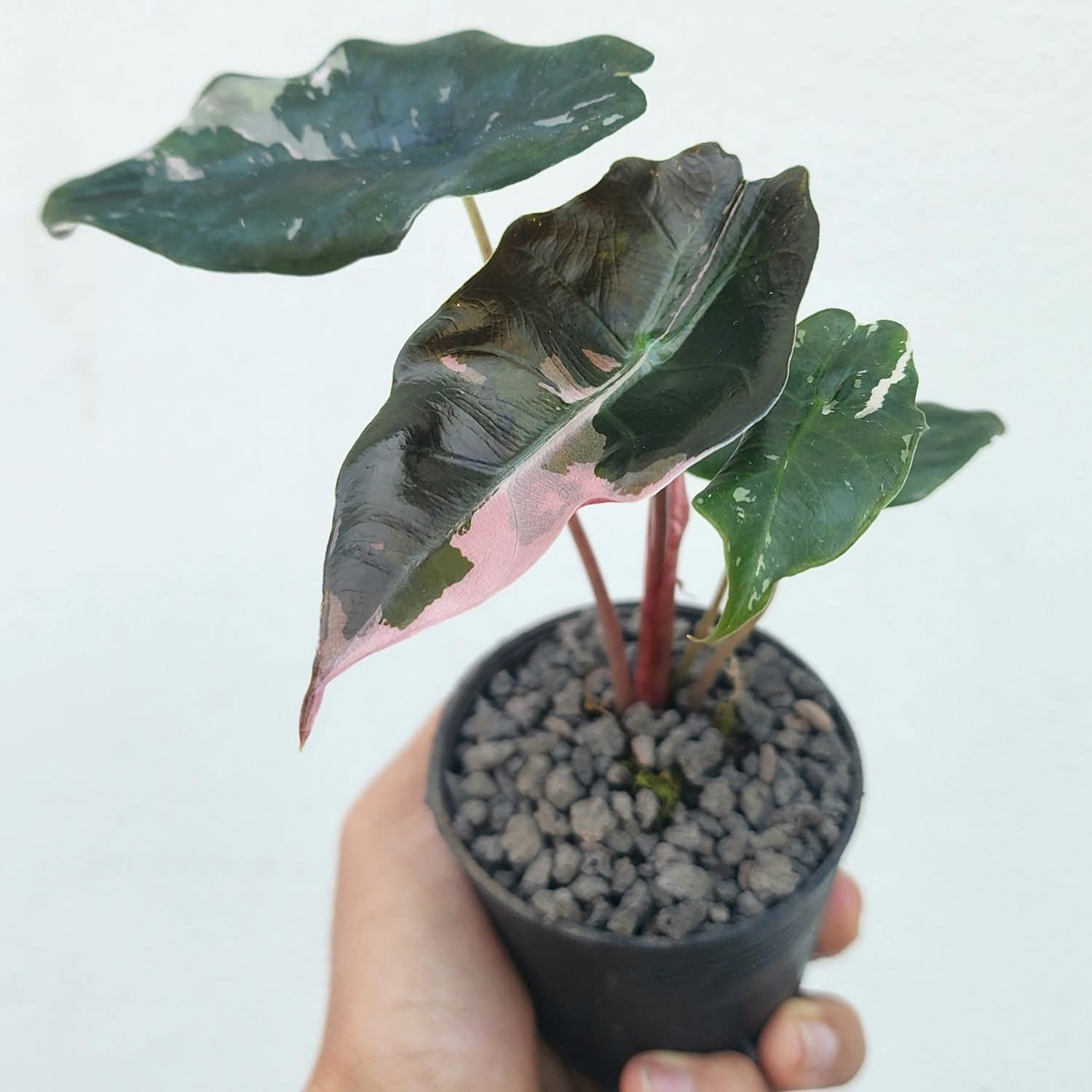 Alocasia Chantrieri Albo/Pink Variegata - Précommande Green and White Plants