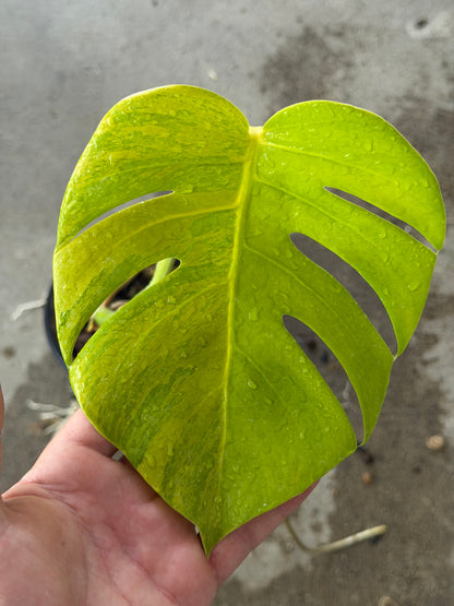 Monstera Borsigiana Aurea