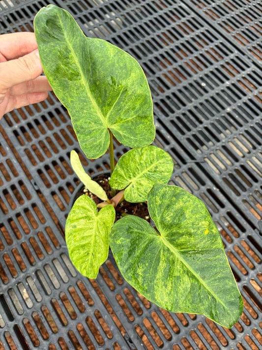Philodendron El Choco Red x Billitiae Marble - Précommande Green and White Plants