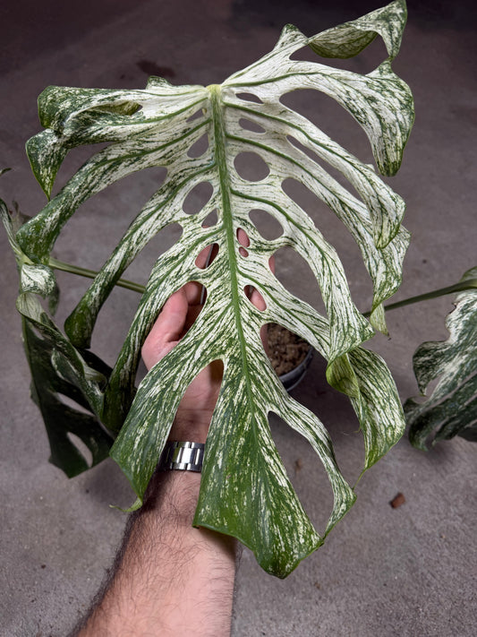 Monstera Devil Monster