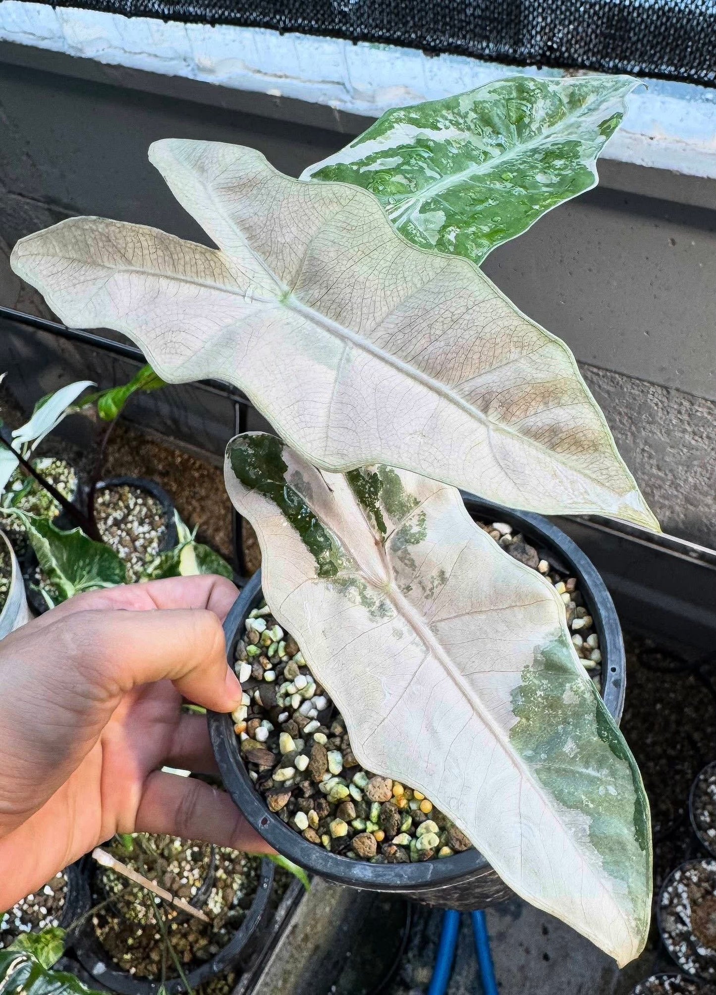 Maßgefertigte Alocasia-Zwiebeln – Regal Shield albo, Crinkless albo, Lauterbachiana albo, Pseudo Sanderiana Pink (Gratisgeschenk)