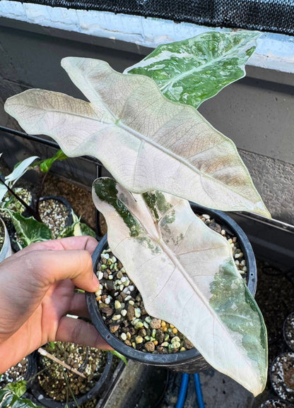 Maßgefertigte Alocasia-Zwiebeln – Regal Shield albo, Crinkless albo, Lauterbachiana albo, Pseudo Sanderiana Pink (Gratisgeschenk)