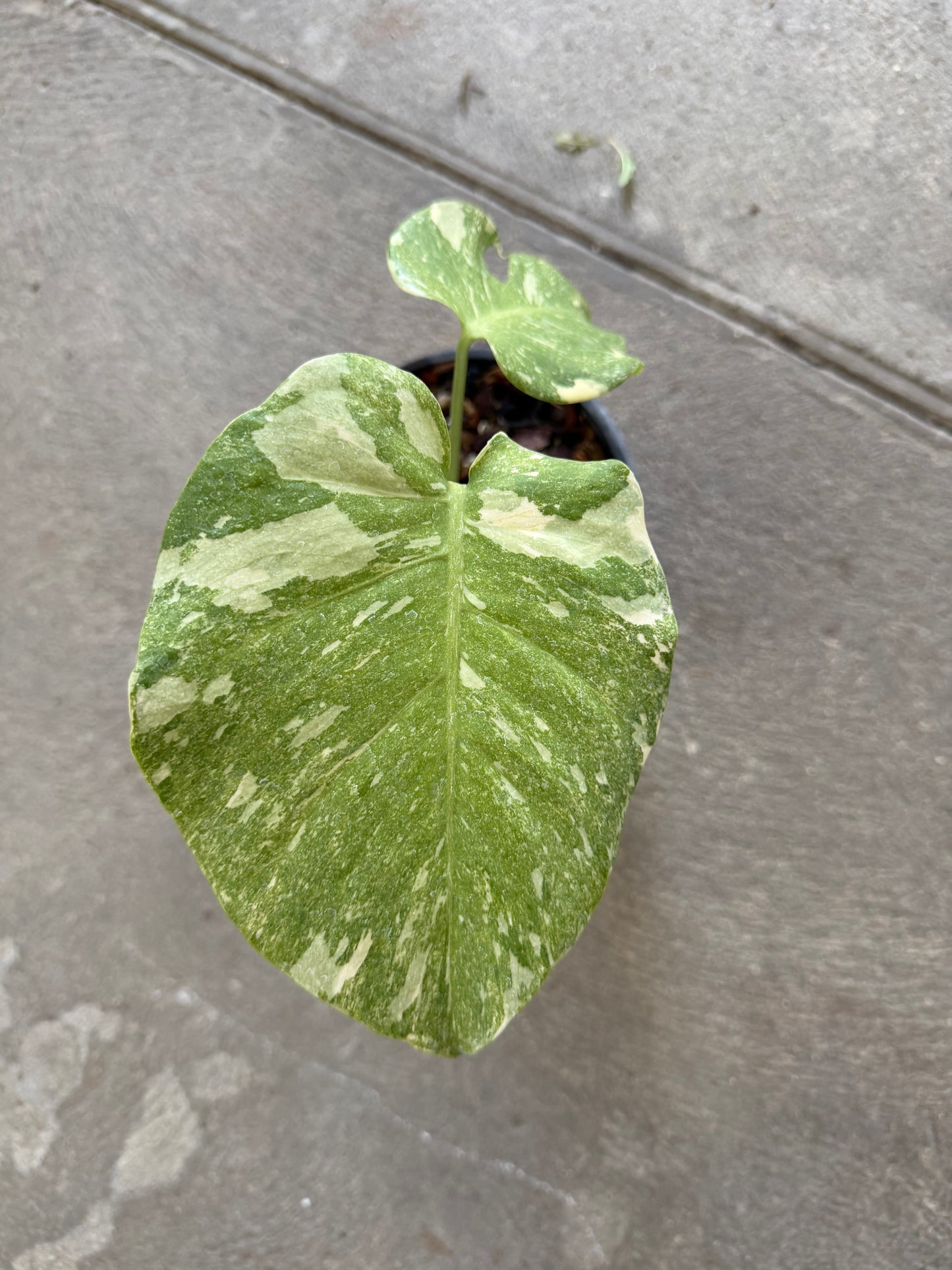 Monstera White Snow