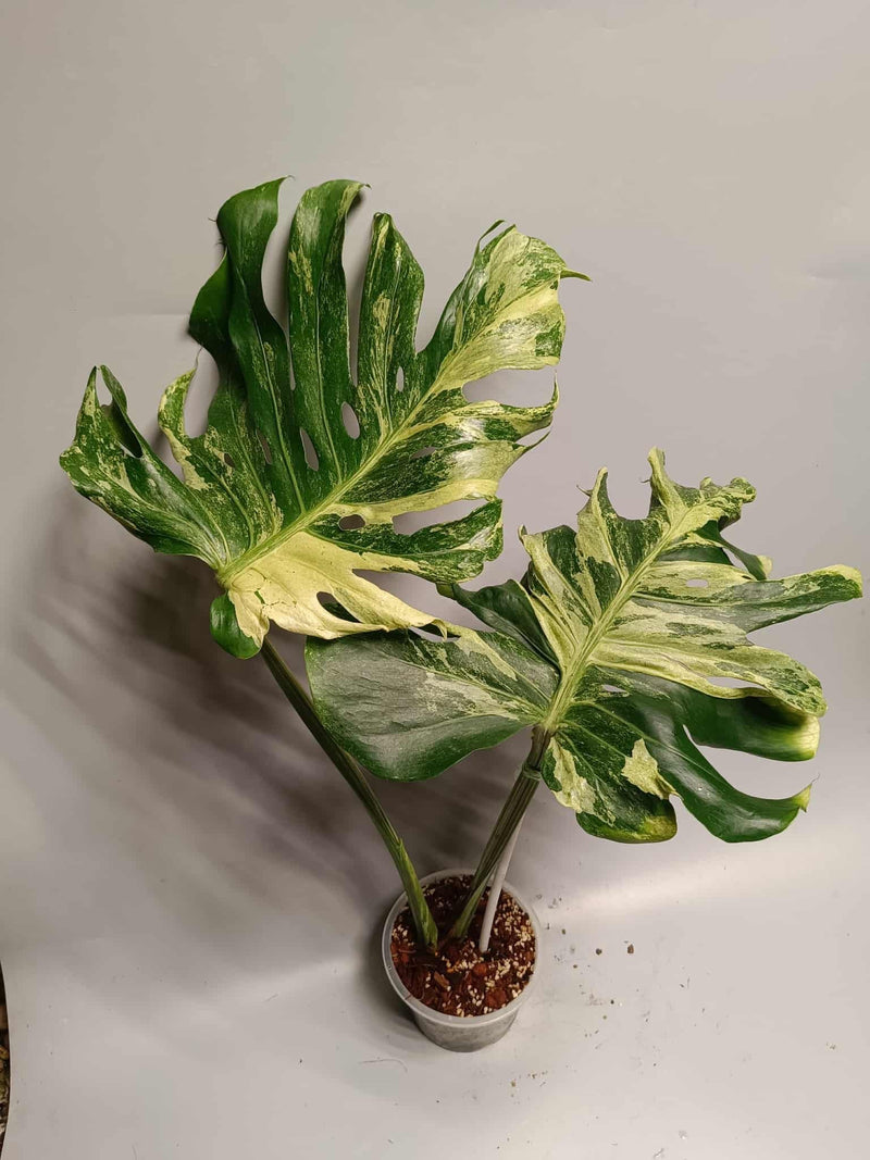 Monstera Deliciosa Ocean Mint - Pre-order