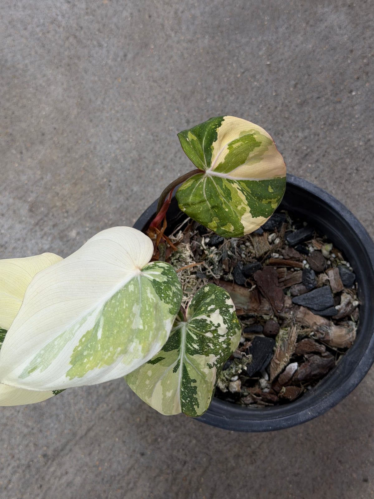 Philodendron Gloriosum Tricolor