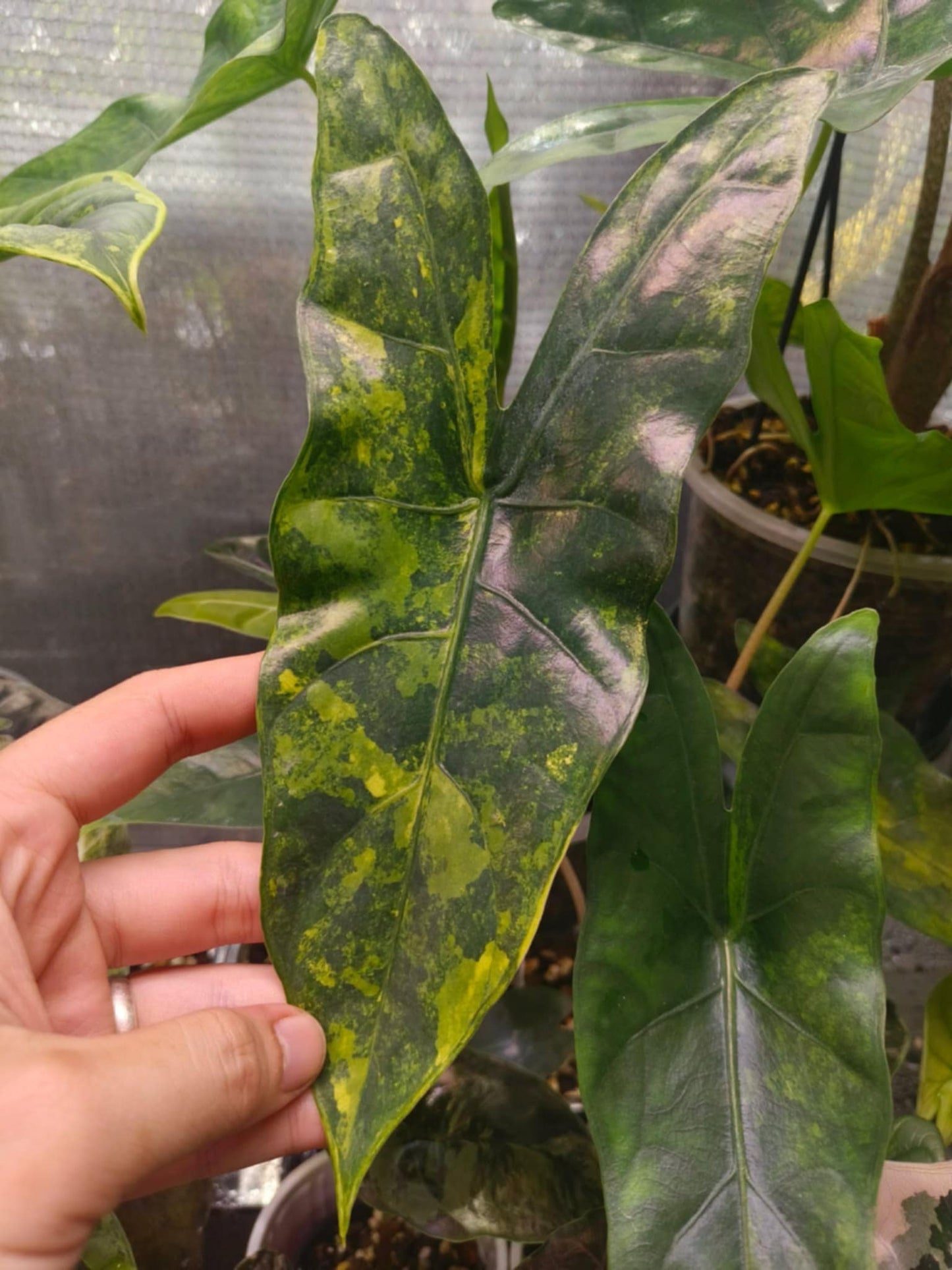 Alocasia "Blush Shatter Var" Pink Dragon x Shattered Glass - Knolle (Vorbestellung)