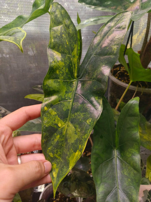 Alocasia "Blush Shatter Var" Pink Dragon x Shattered Glass - Knolle (Vorbestellung)