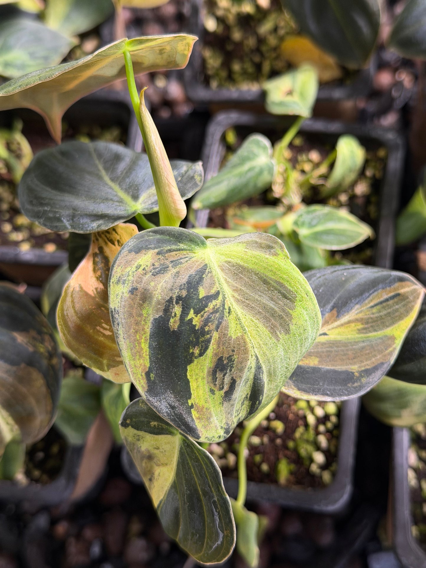 Philodendron Melanochrysum Variegata TC