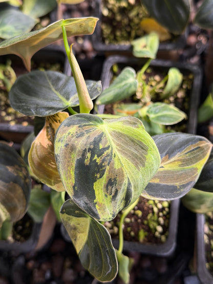 Philodendron Melanochrysum Variegata TC