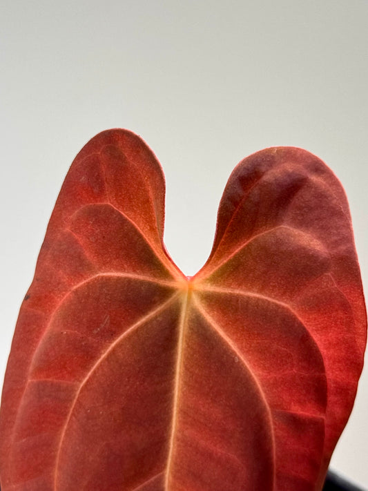 Anthurium Papillilaminum x Dressleri x Red dark phoenix - Bouture enracinée