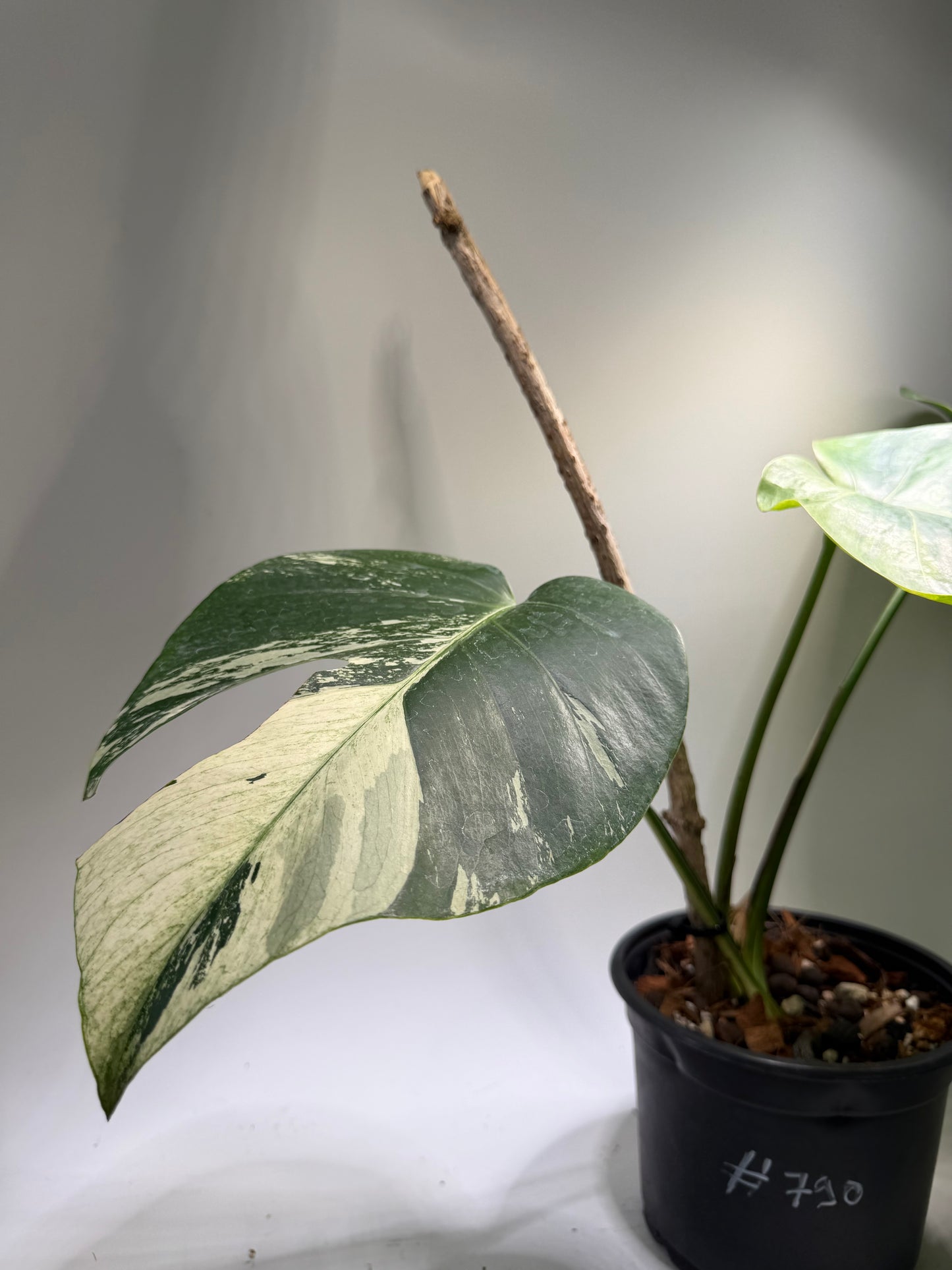 Monstera Jungle Mint