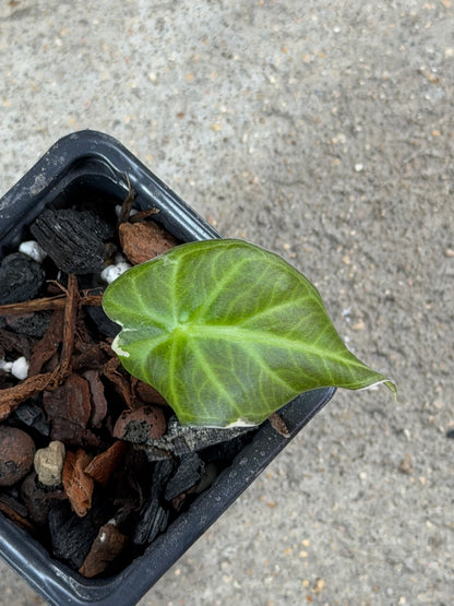 Alocasia Regal Shield Albo/Pink Variegata