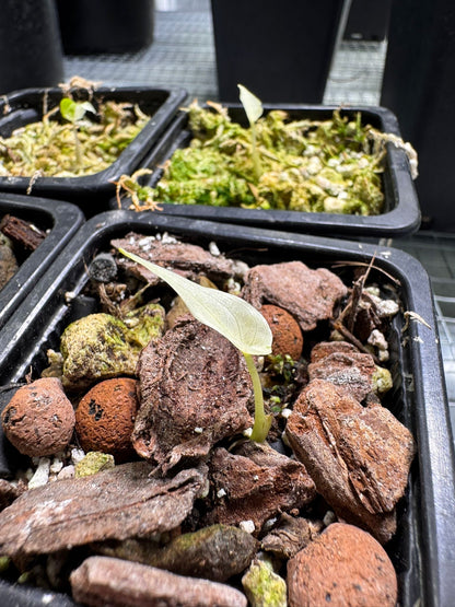 Alocasia Cuculatta « Wagyu » Albo Variegata - Tronçon (avec départ)