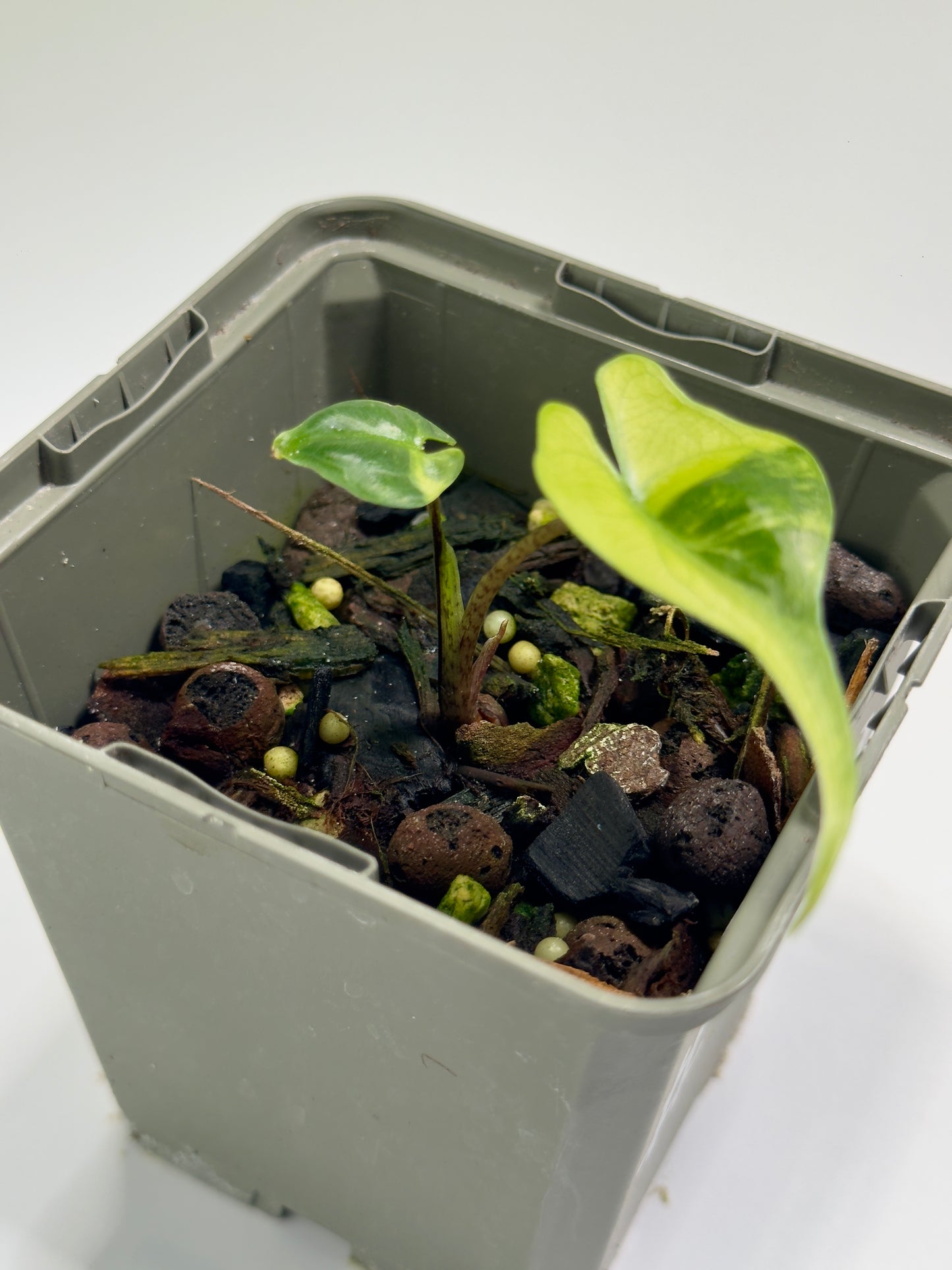Alocasia Stingray Aurea Mint