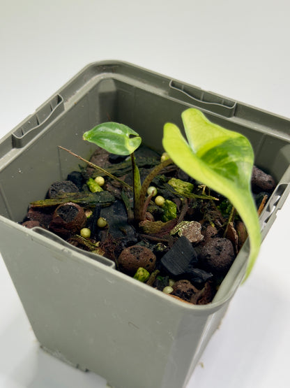 Alocasia Stingray Aurea Mint