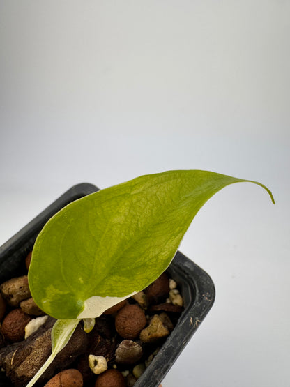 Alocasia Cuculatta « Wagyu » Albo Variegata