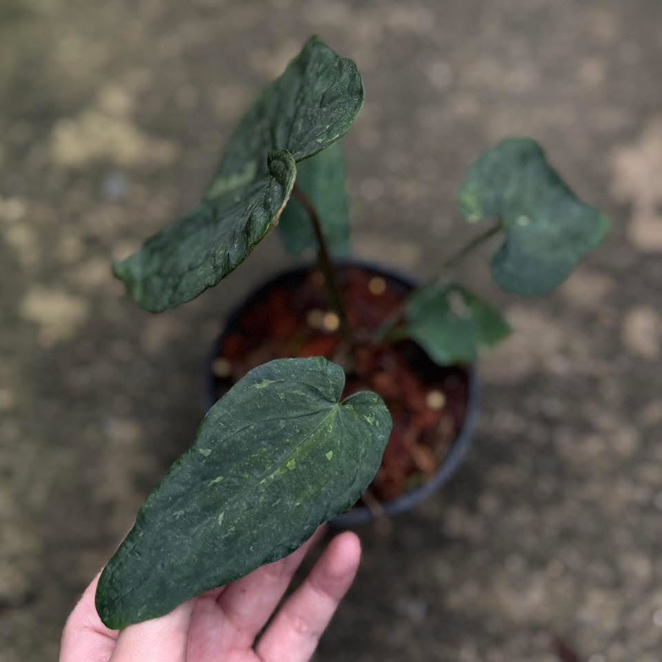 Anthurium Anthurium Dressleri x Red dark phoenix (Mutation Variegata) - Livraison 30 jours