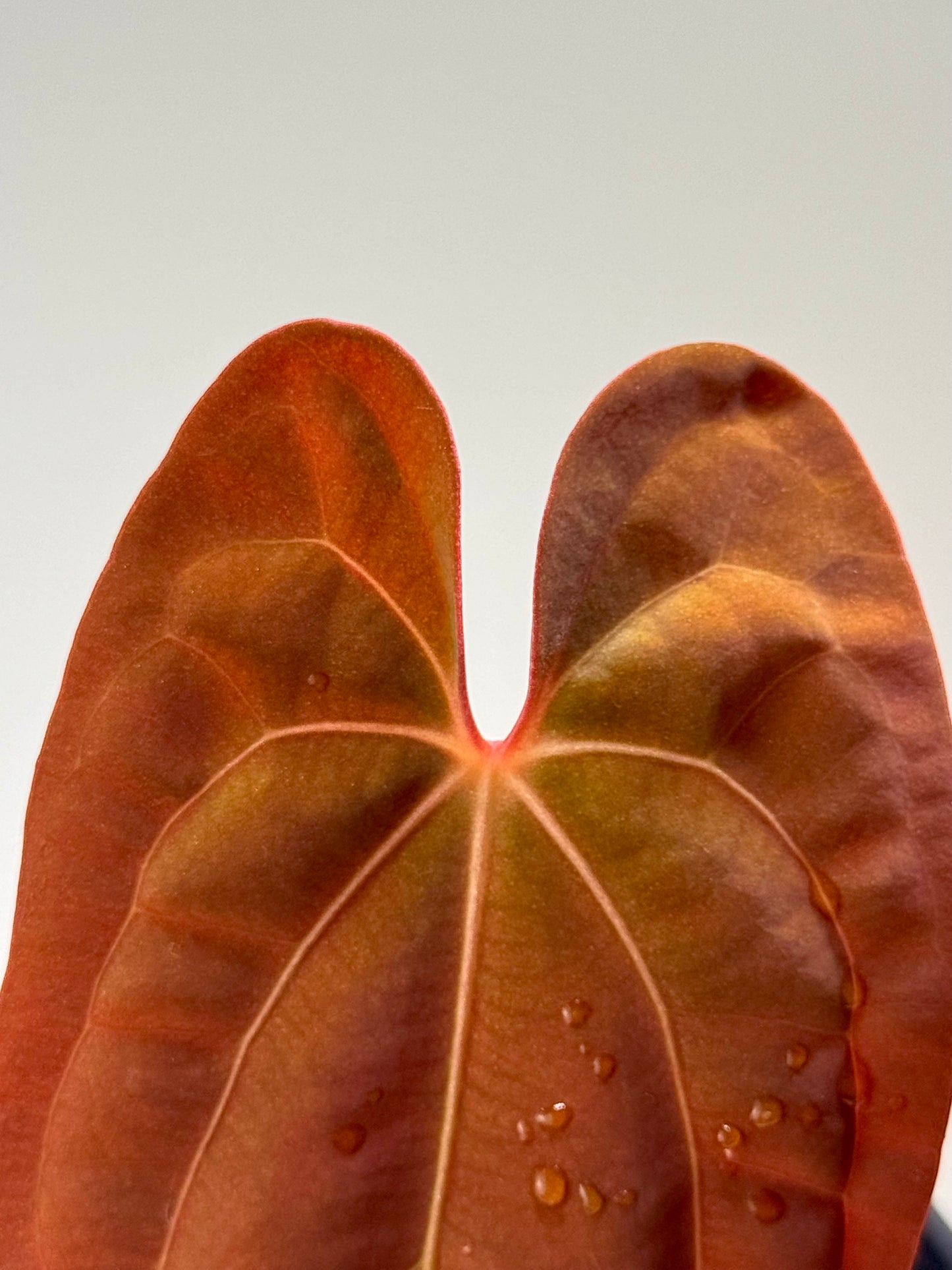 Anthurium Papillilaminum x Red Dark Phoenix
