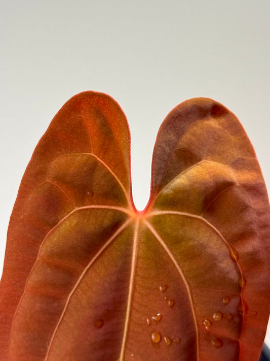 Anthurium Papillilaminum x Red dark phoenix