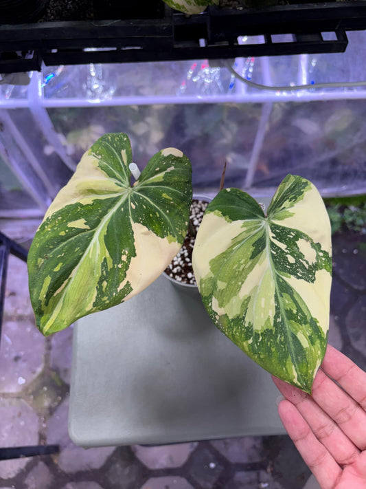 Alocasia Chantrieri Pink / Maharani Albo / Philodendron Gloriosum tricolor var - Sur Mesure Green and White Plants
