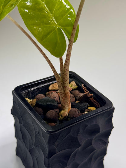 Alocasia Macrorrhizos Aracea Sp. Borneo Aurea