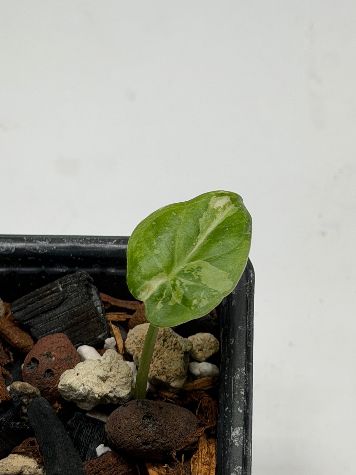 Alocasia Regal Shield Albo Variegata