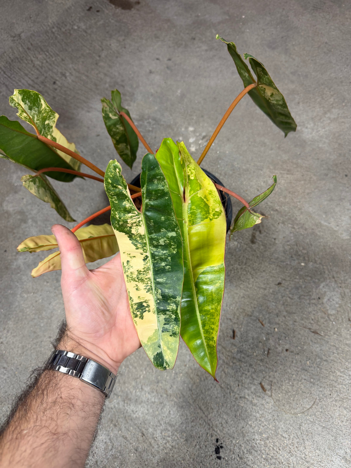 Philodendron Billitiae Variegata