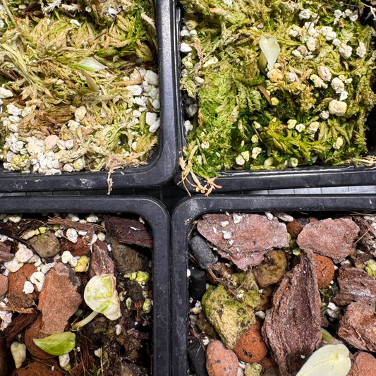 Alocasia Cuculatta « Wagyu » Albo Variegata - Tronçon (avec départ)