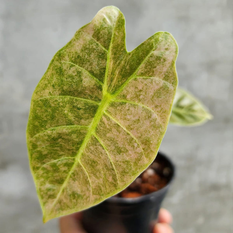 Alocasia Golden Bone Pink/Mint Variegata - Pre-order