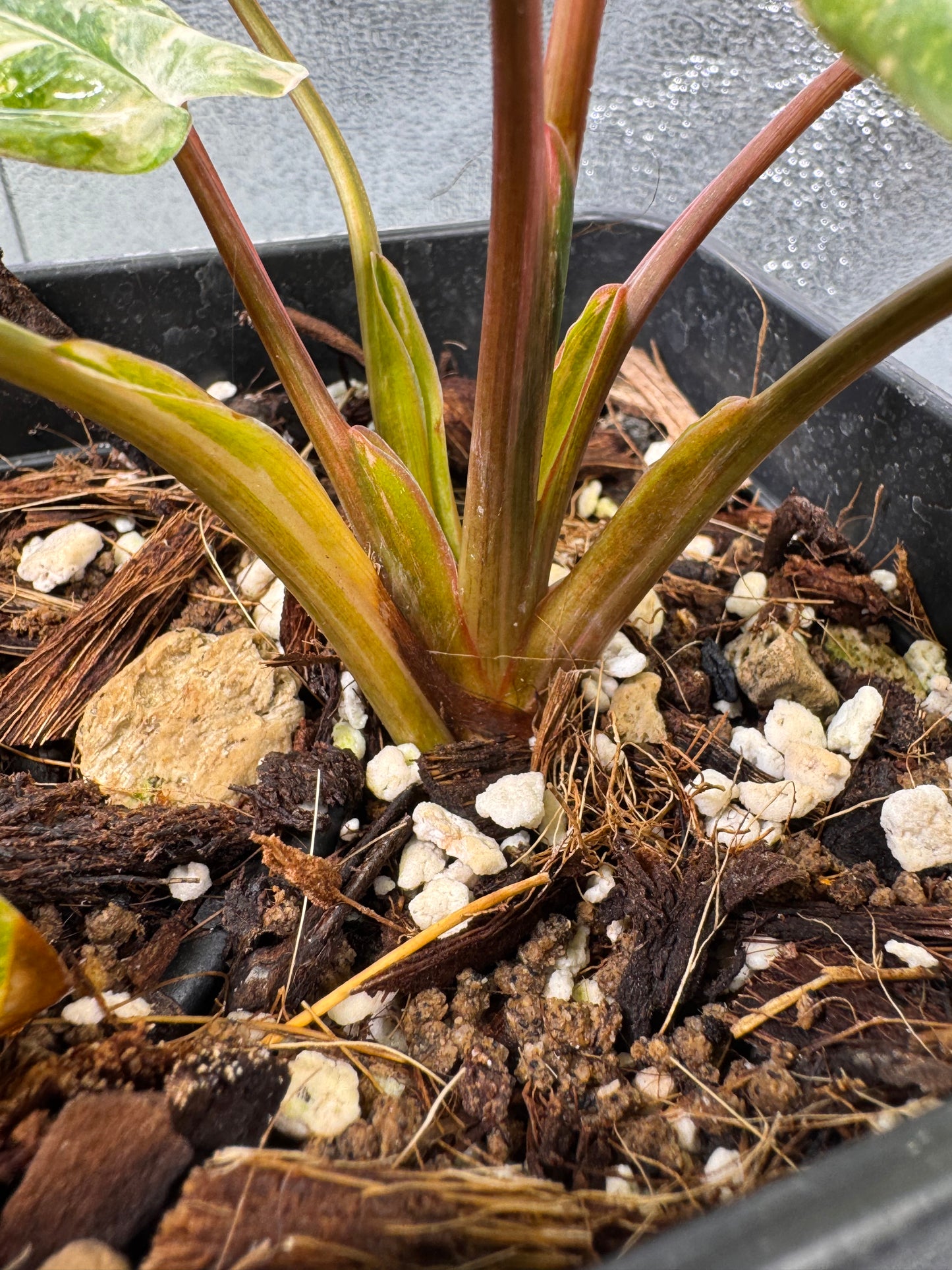 Homalomena Rubescens Pink Mutation Variegata