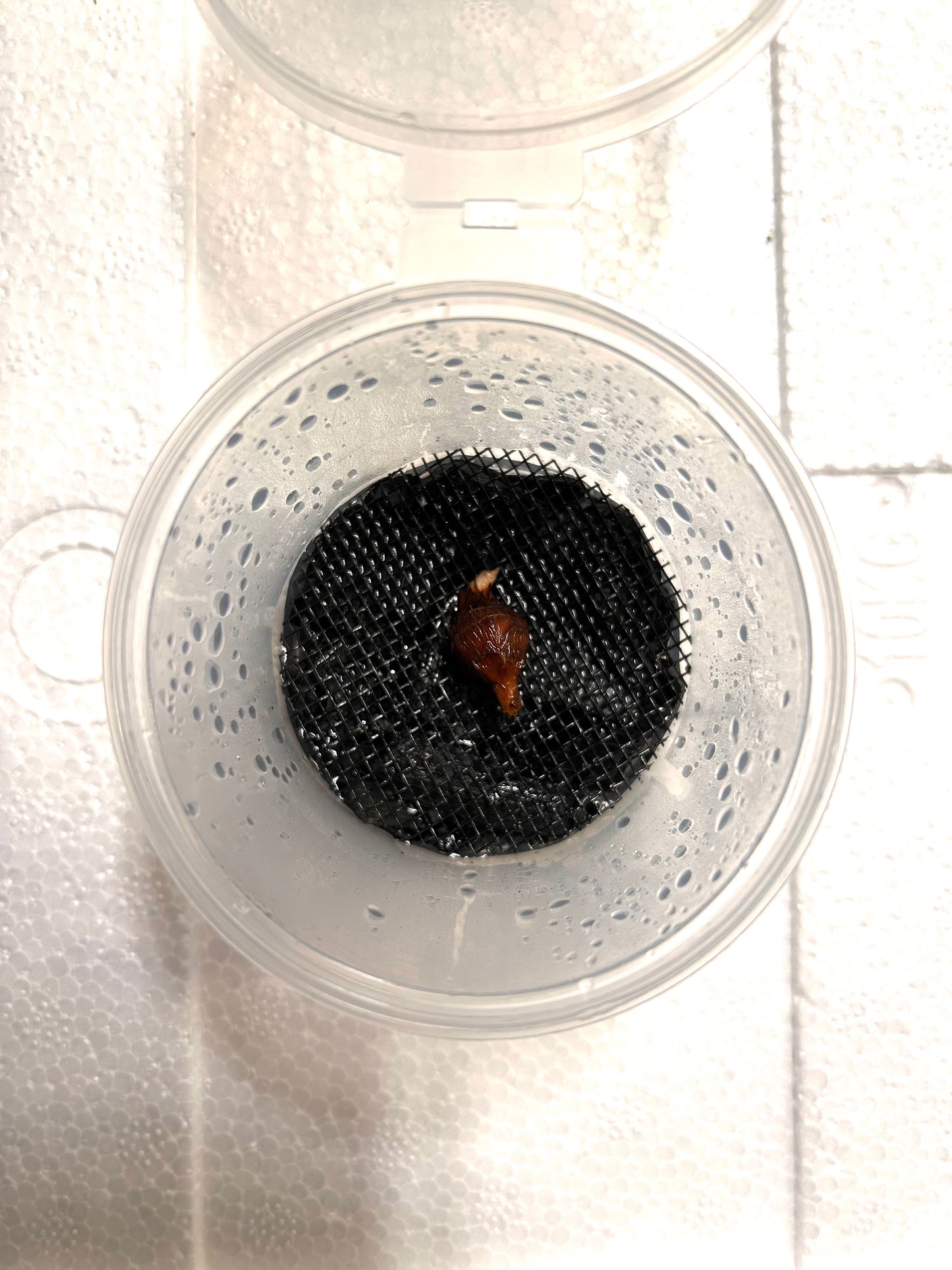 Alocasia Chantrierii Pink Variegata - Zwiebel