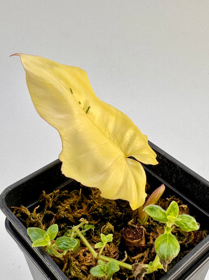 Philodendron Florida Beauty x Mayoi Variegata