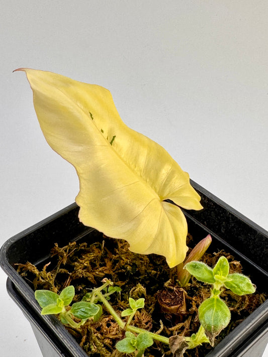 Philodendron Florida Beauty x Mayoi Variegata