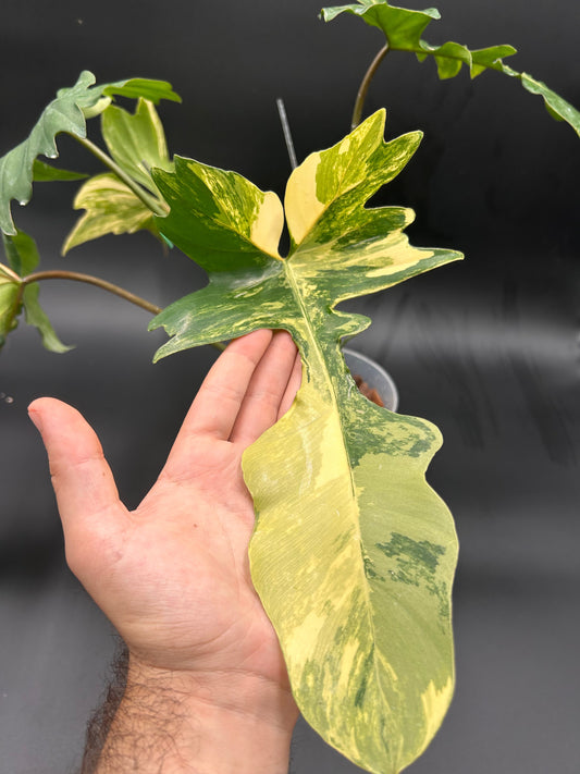Philodendron x Mayoï Variegata Green and White Plants