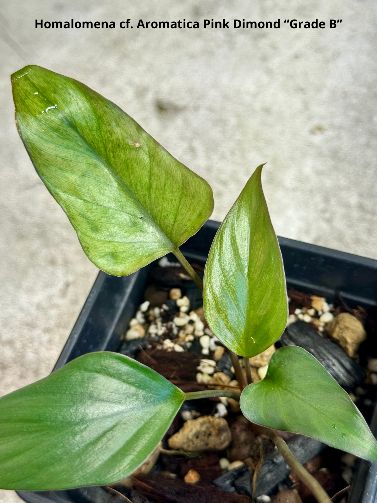 Homalomena cf. Aromatica « Pink Diamond » Lot 2