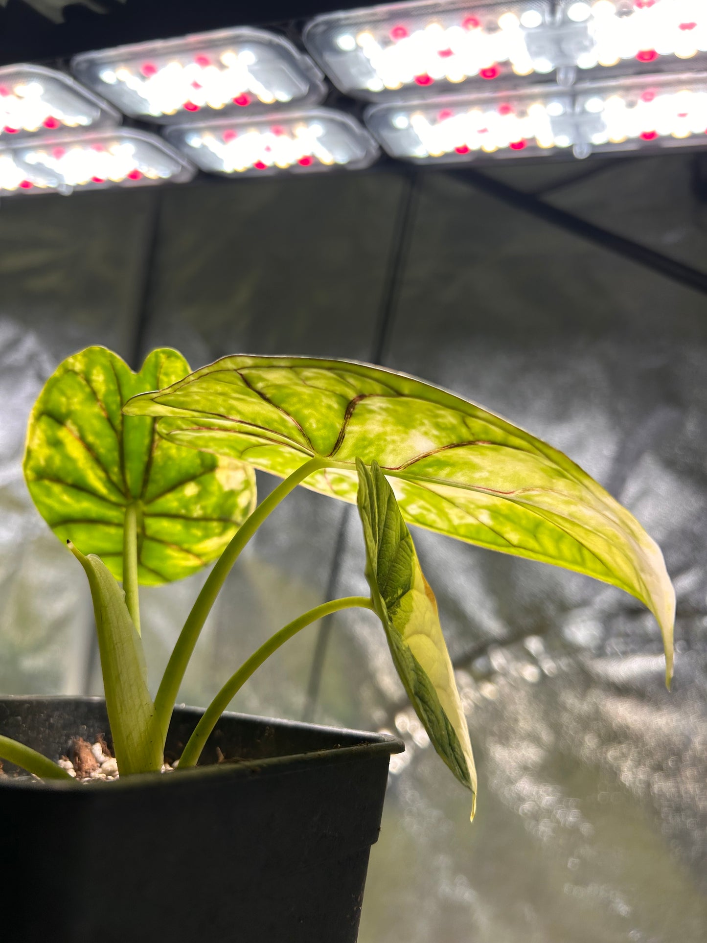 Professionelles Alocasia-Substrat (5L)