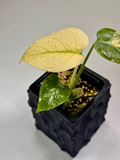 Monstera White Monster TC (Acclimated)