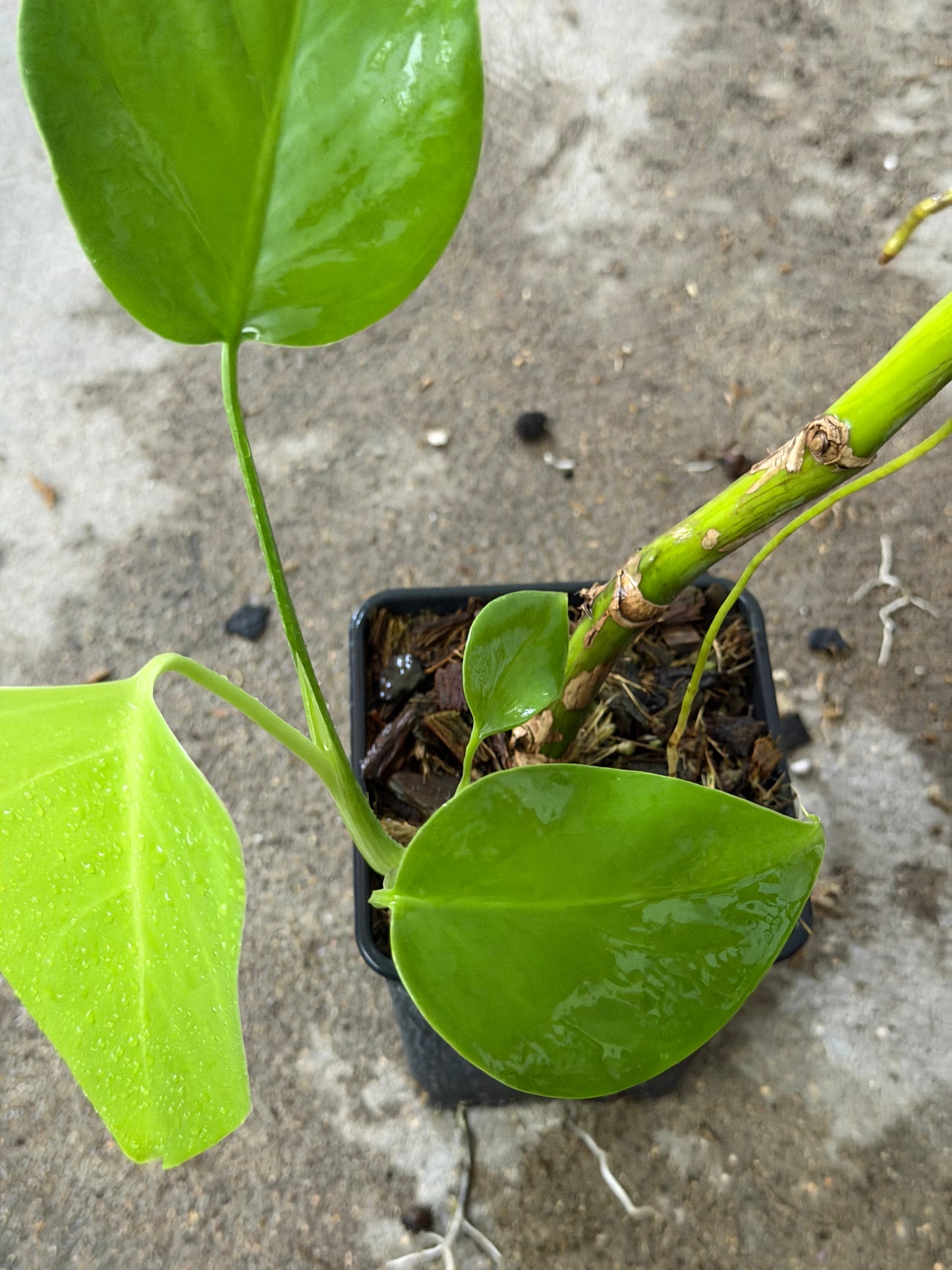 Monstera Green on Green
