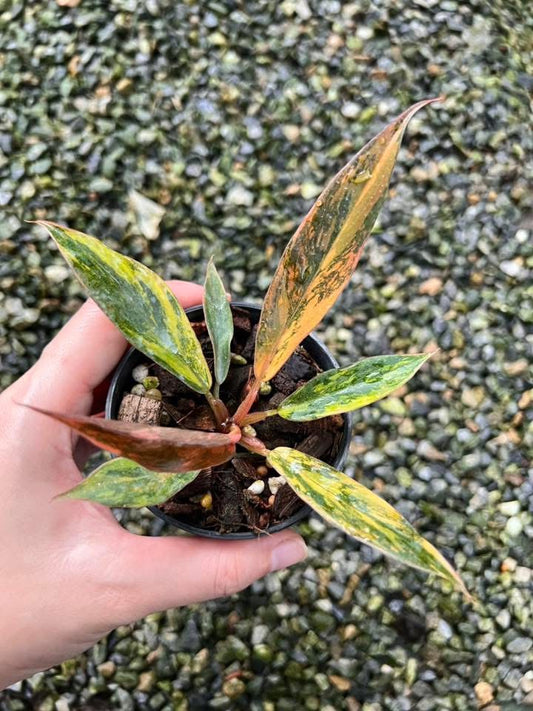 Philodendron Caramel « Marble Fire Tiger » - Livraison 30 jours