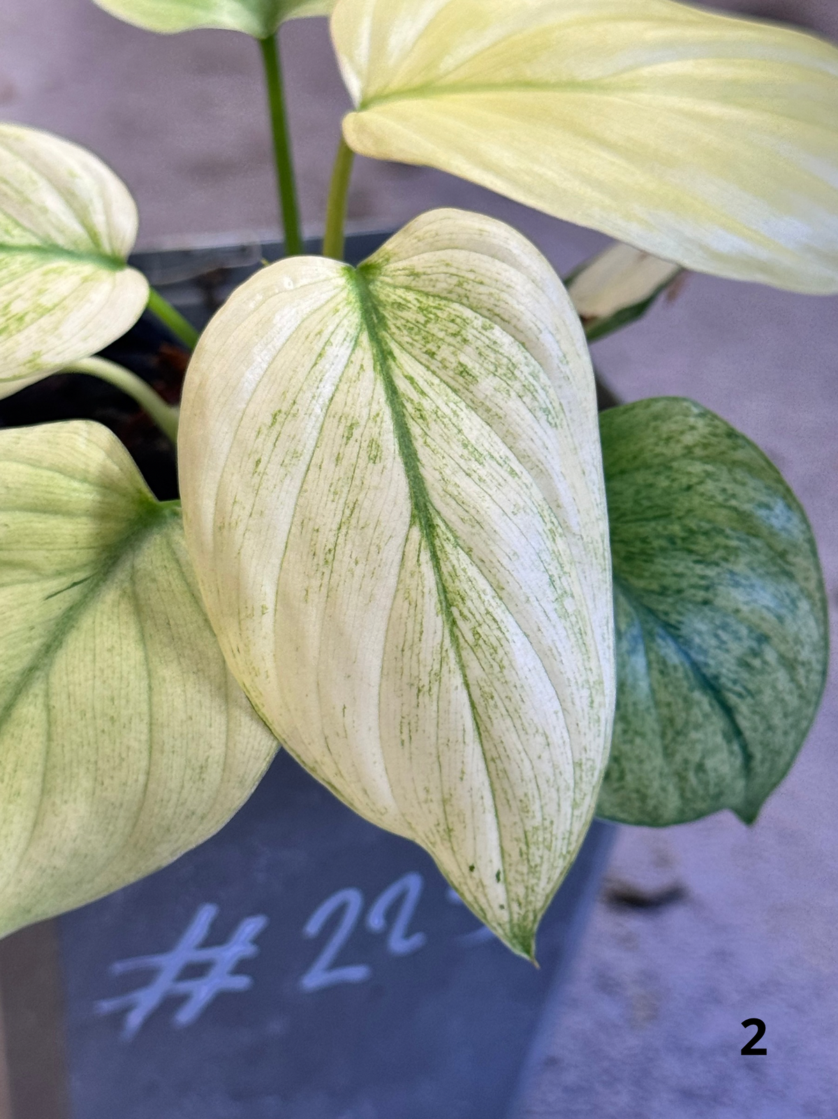 Homalomena Full Mint