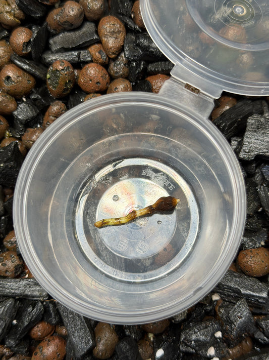 Alocasia Lauterbachiana Albo - Bulbe